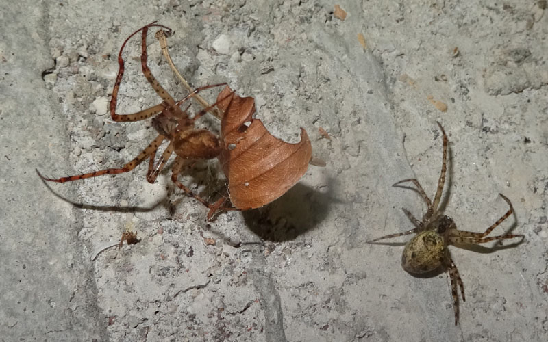 Metellina merianae - Daiano (TN)